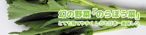 幻の野菜「のらぼう菜」