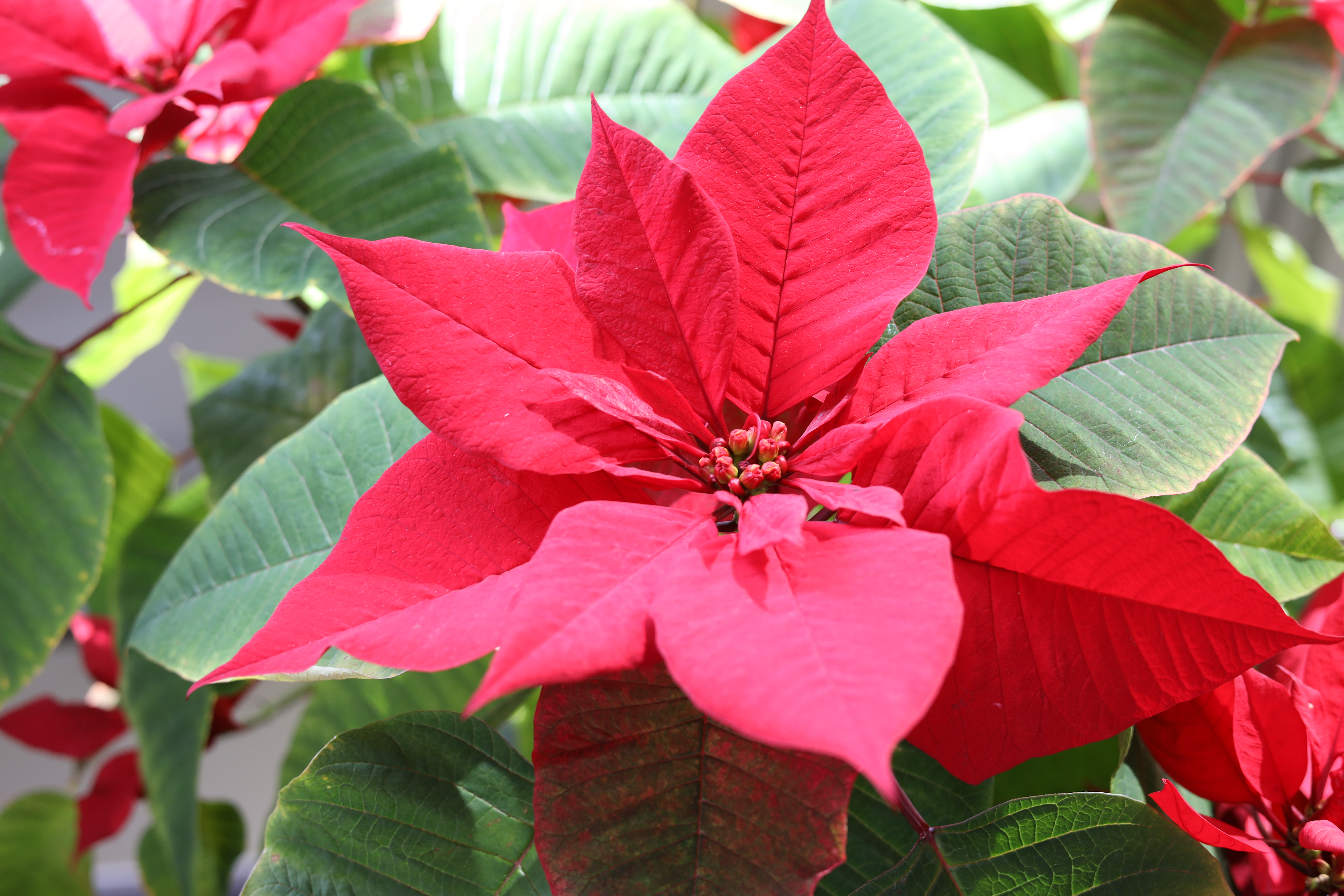 ポインセチア